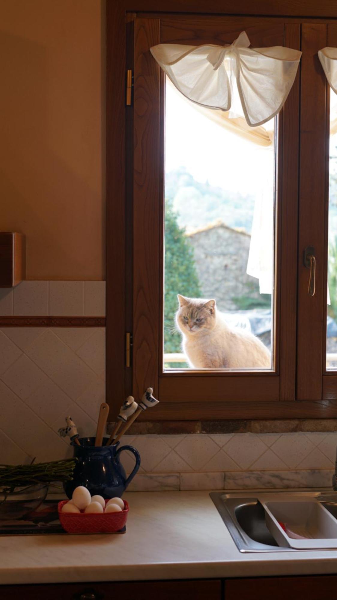 Maison d'hôtes Agriturismo Podere Le Tombe à Palaia Extérieur photo
