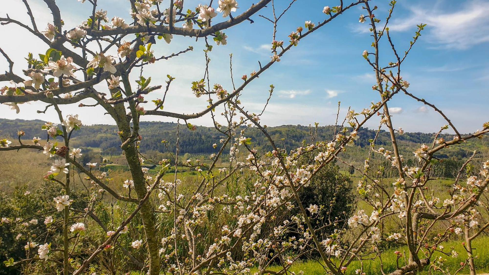 Maison d'hôtes Agriturismo Podere Le Tombe à Palaia Extérieur photo