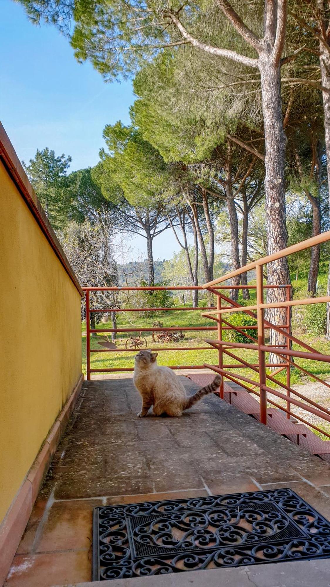 Maison d'hôtes Agriturismo Podere Le Tombe à Palaia Extérieur photo